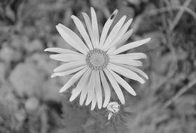 Flower Flowers Marguerite Photo