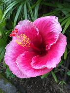 Hibiscus Flower Plant