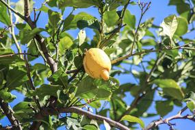 Mallorca Lemon Tree Citrus