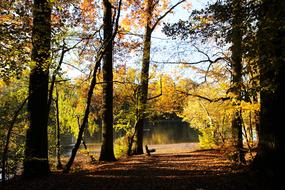 Forest Path By Look Walking