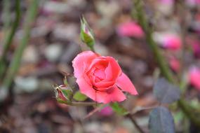 Pink Rosebush Color