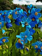 Flower Nature Summer