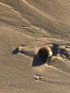 Beach Shell Pebble