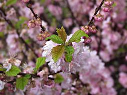 Spring pink Flowers beauty In the garden