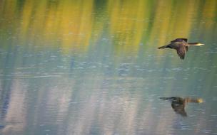 Nature Cormorant Water