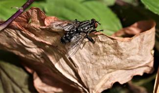 Nature Insect Wildlife