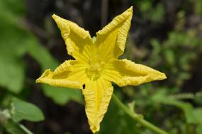 Ridge Gourd Flower Yellow