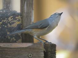 Bird Wildlife