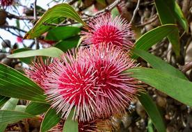 Hakea Laurina Flora