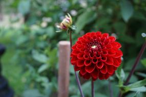 Dahlia Flower