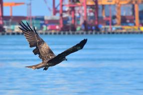 Waters Bird Nature