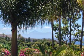 Foliage Trees Flowers