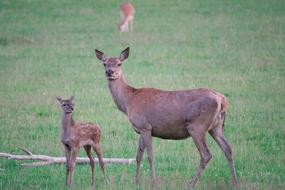 Roe Deer Fawn Doe Young