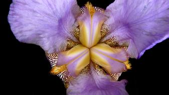 Iris Flower Close