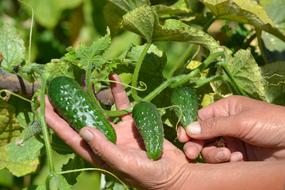 little cucumbers on a branch