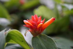 Orchids Tropical Floral