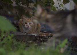 Nature Animal Outdoors