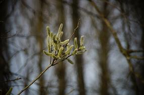Pasture Weidenkatzen Branch