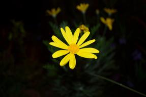 Yellow Flower