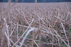 Stubble Straw Harvest