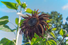 Sunflower Nature Summer