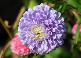 Flower Aster Autumn