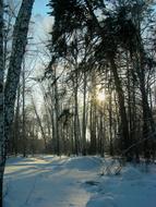 Forest Winter Trees