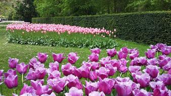 Purple blooming Flowers in Garden
