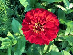 Flower Nature Garden