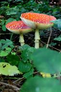 Mushrooms Toadstools Amanita