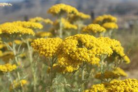 Yellow Flower Nature Highland