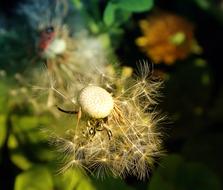Dandelion Nature Flowers