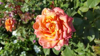 Blossom Bloom Flower