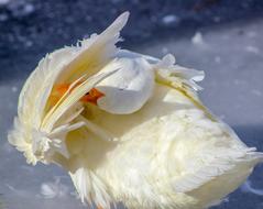 Nature Flower Beautiful