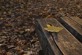 Autumn Seat Nature
