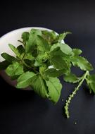 Thai Holy Basil Herb