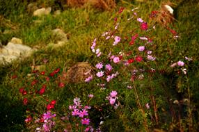 Cosmos Flowers Autumn
