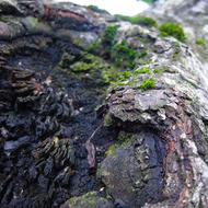 Tree Focus Nature Blooming