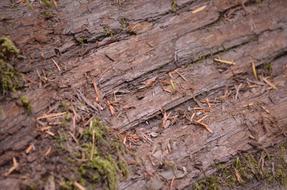 Bark Tree Wood