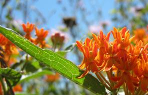 Orange Flower Leaf