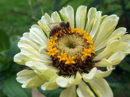 Zinnia Bee Flower