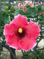 Hibiscus Flower Tropical