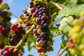 Grapes Fruit Winegrowing