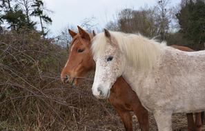 Horses Horse Heads Profiles