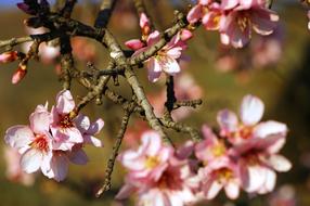 Almond Tree Flowers White