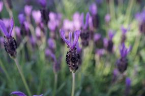Lavender Garden Field Purple