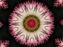 Flower Kelidoscope Background