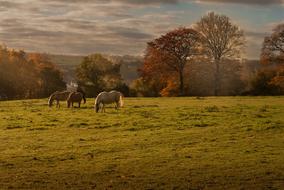 Landscape Nature Horses