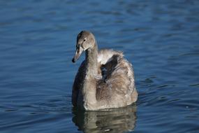 Waters Bird in Animal World