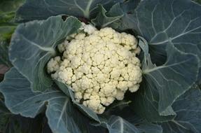 Diet cauliflower